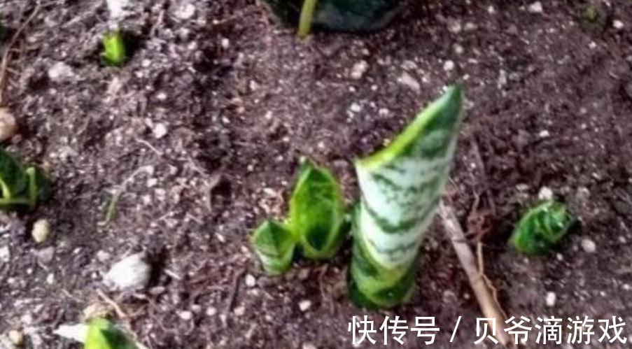 盆土板结怎么办,教你学4招,土壤松软如面包,快瞧瞧吧