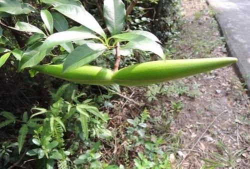 果实似羊角，外形独特，人称“断肠草”，遇到别去摘，全株有大毒