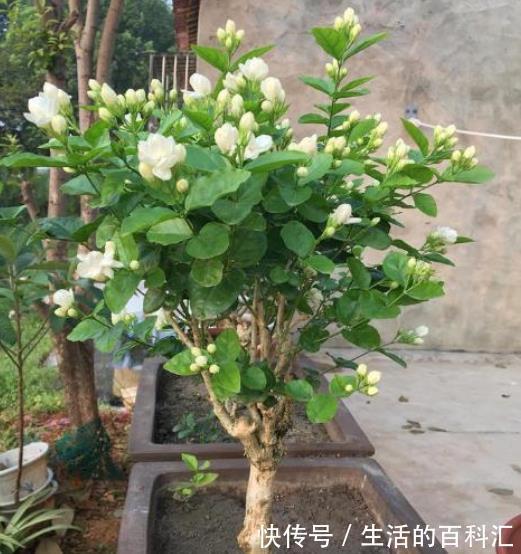 10种喜阳的漂亮花,家里采光差别乱养,不然长势差难开花