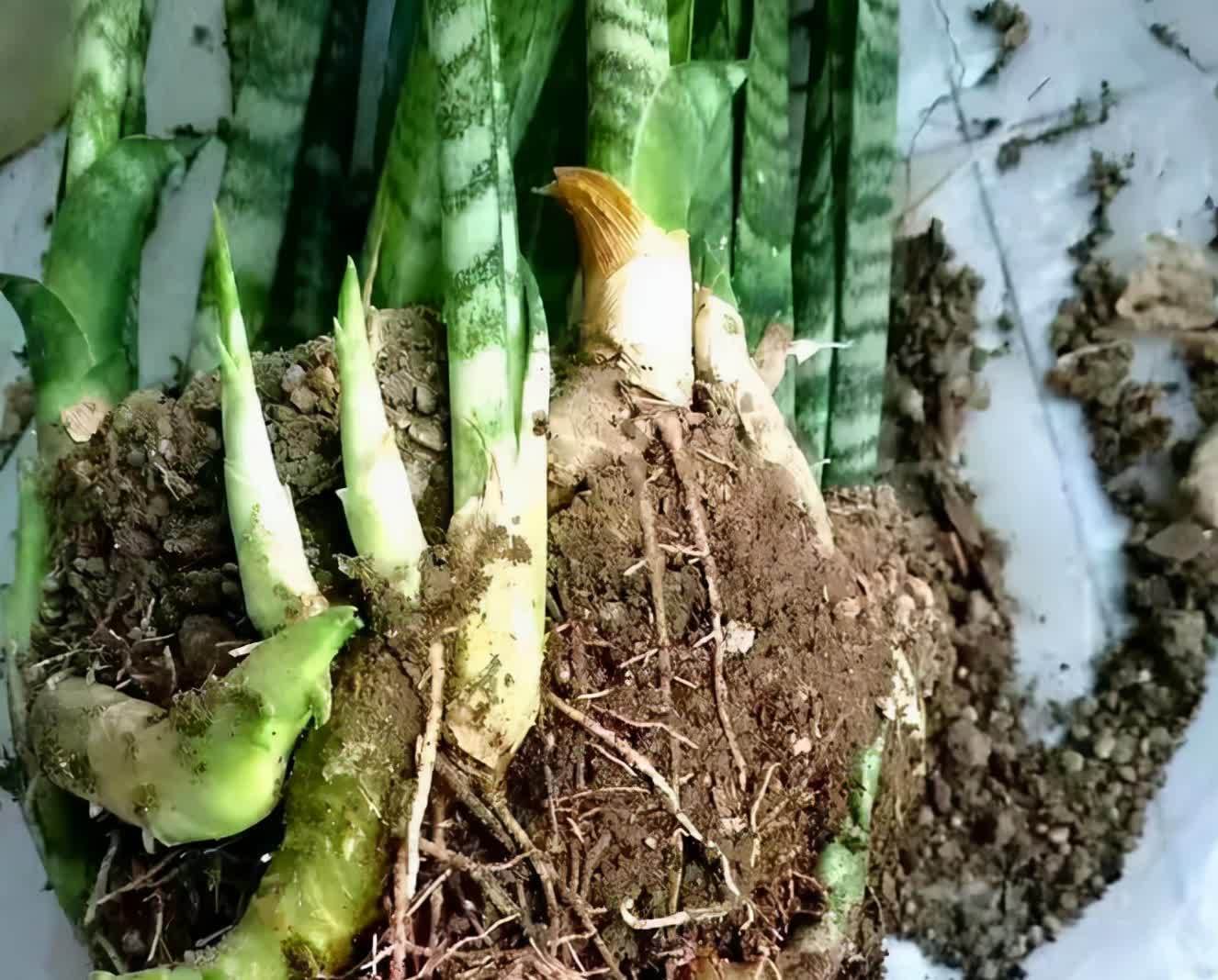 土壤|立春后,虎皮兰迟迟不出芽怎么办?满足4点,侧芽接连往外冒