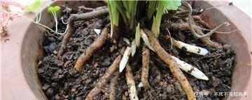 老花农|兰花10年不烂根,老花农只用这2招!