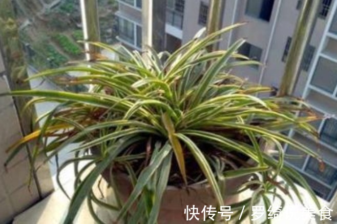 吊兰干尖、长得慢从现在起,1月喂点“黑豆豆”,猛长不停!