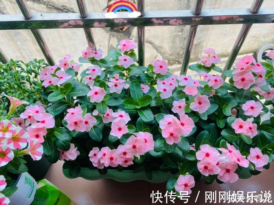 抗病、不招虫的天竺葵,屋里养一盆,开花一茬接一茬