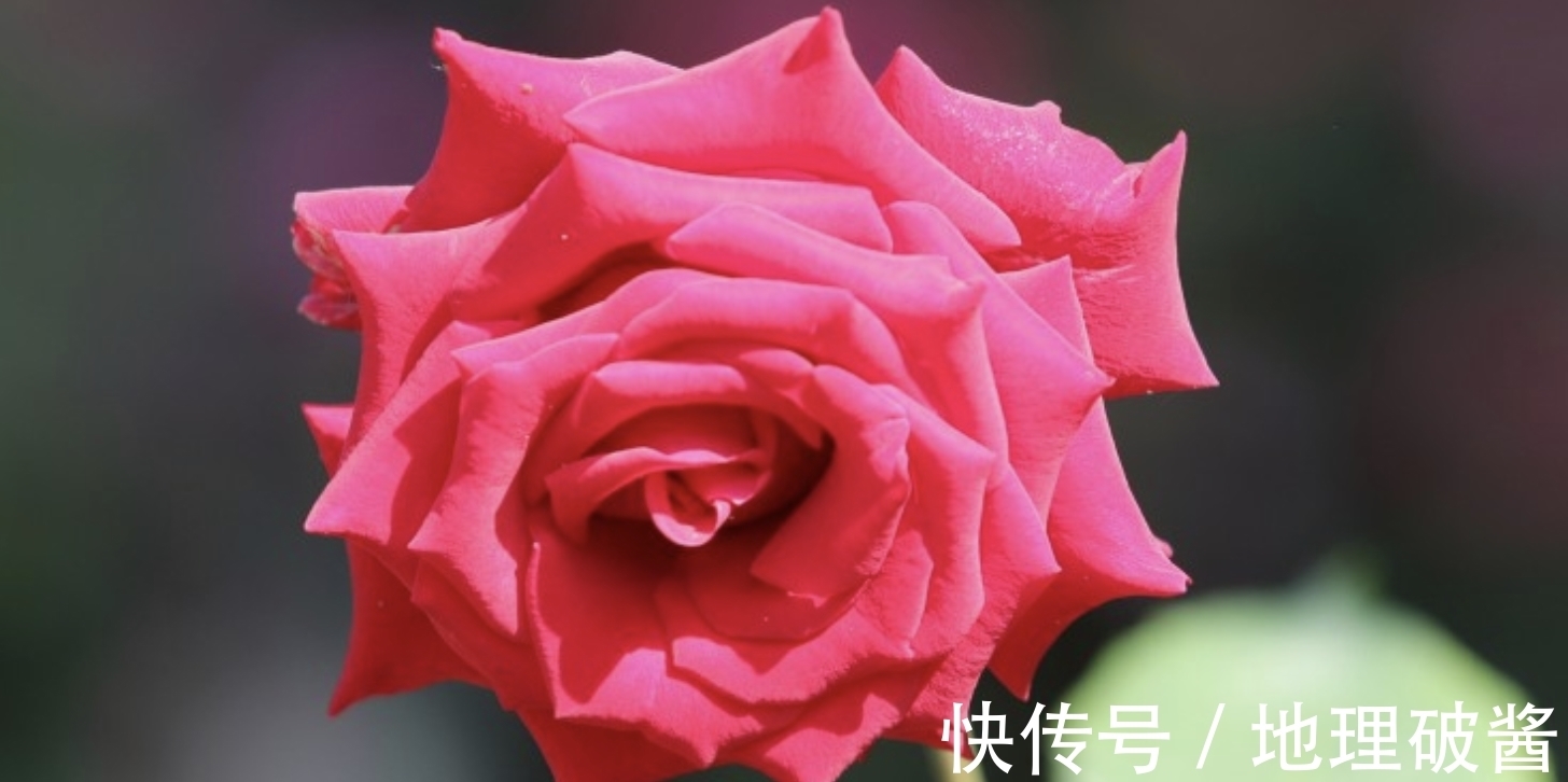 良缘|11月,再度牵手,有始有终,3生肖爱得及时,真情犹在,回首良缘