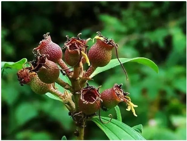 农村|农村一种奇特野果,吃过嘴巴会变黑,市场卖50元一斤,城里不多见