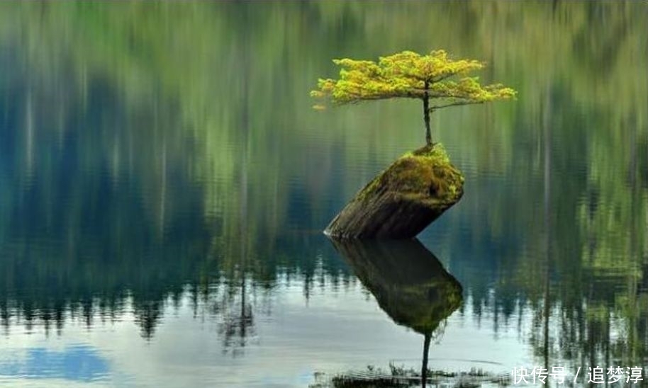 震撼！21棵不想“死”的树，这就是生命