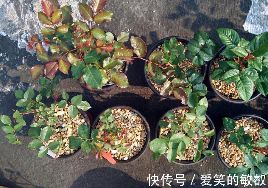 养护|月季牙签苗的日常养护