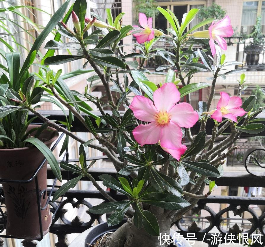 带大肚子的沙漠玫瑰,养护多注意这5点,霸气镇宅,开花比月季美