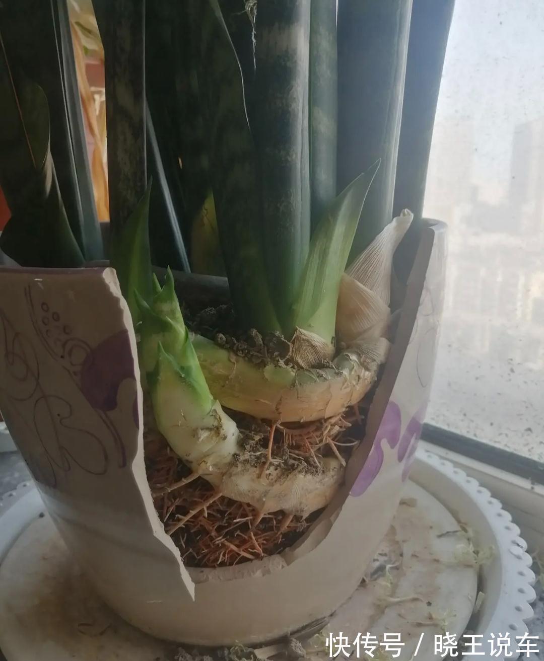 小芽|冬天虎皮兰,正在“虚弱期”,注意3个要点,小芽一个接一个