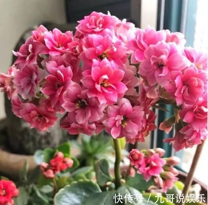 杜鹃花|养花就养这几款，漂亮好养，随便养1盆，比香水好闻，比牡丹更好