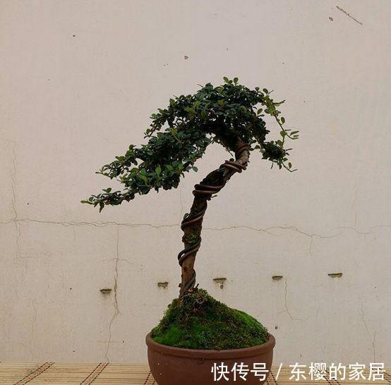 邻居捡到野货树桩，种盆里价值不菲，羡慕啊!