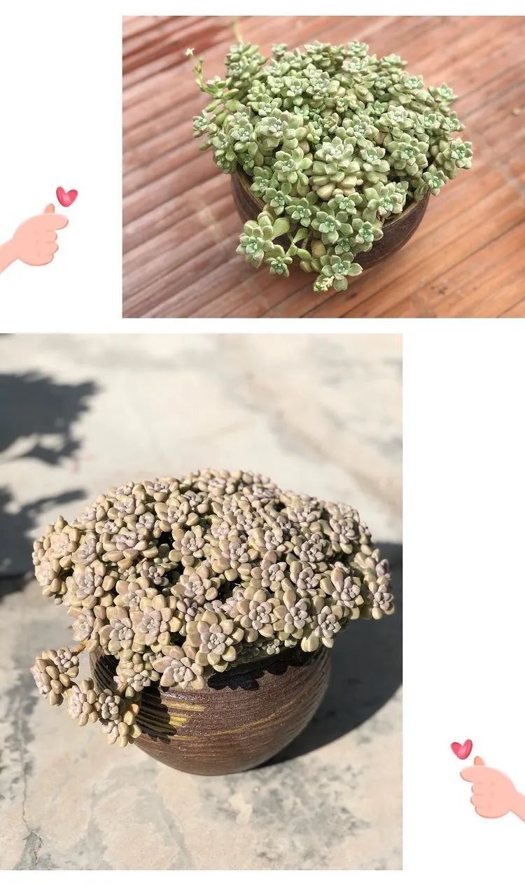 阳台上的一亩三分地,我愿与你一起,与时光媲美!