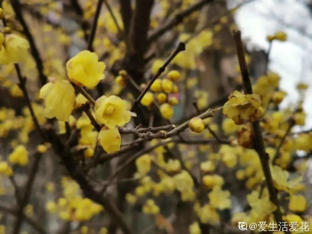 休眠|9种花，必须低温春化，冻满1个月以上才行！