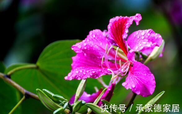 多瓣状|农历7月21号起，最适合养这些花，越养越喜欢，满屋飘香