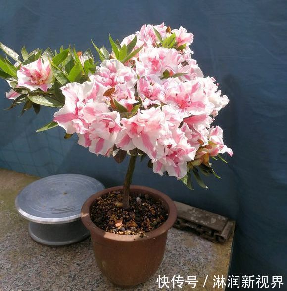 盆景|夏季养杜鹃花盆景,只做一件事,来年开花爆盆造型美,好看要行动