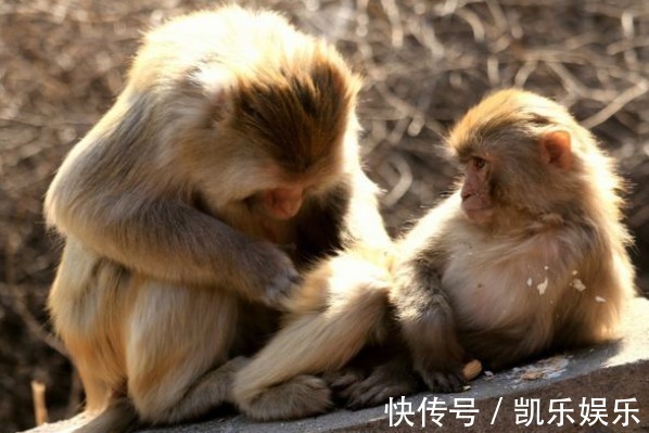 猴子|生肖猴,你名字中若带有这些“字”,一生福泽深厚,财源不断!