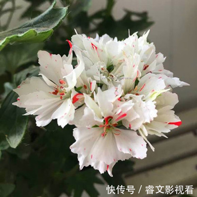 阳台种了30多种天竺葵,美不胜收,客人来了都舍不得走