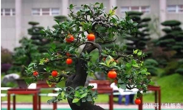 盆景欣赏:果红叶翠的金弹子就该这么玩,给你一种不一样的风格!