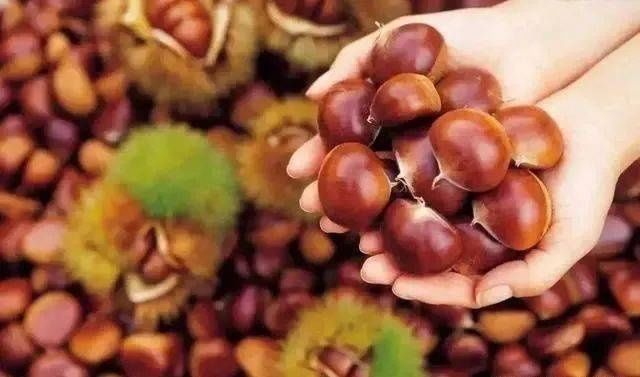 香甜|买板栗,圆的与扁的哪个甜牢记4点,板栗软糯香甜,一买一个准