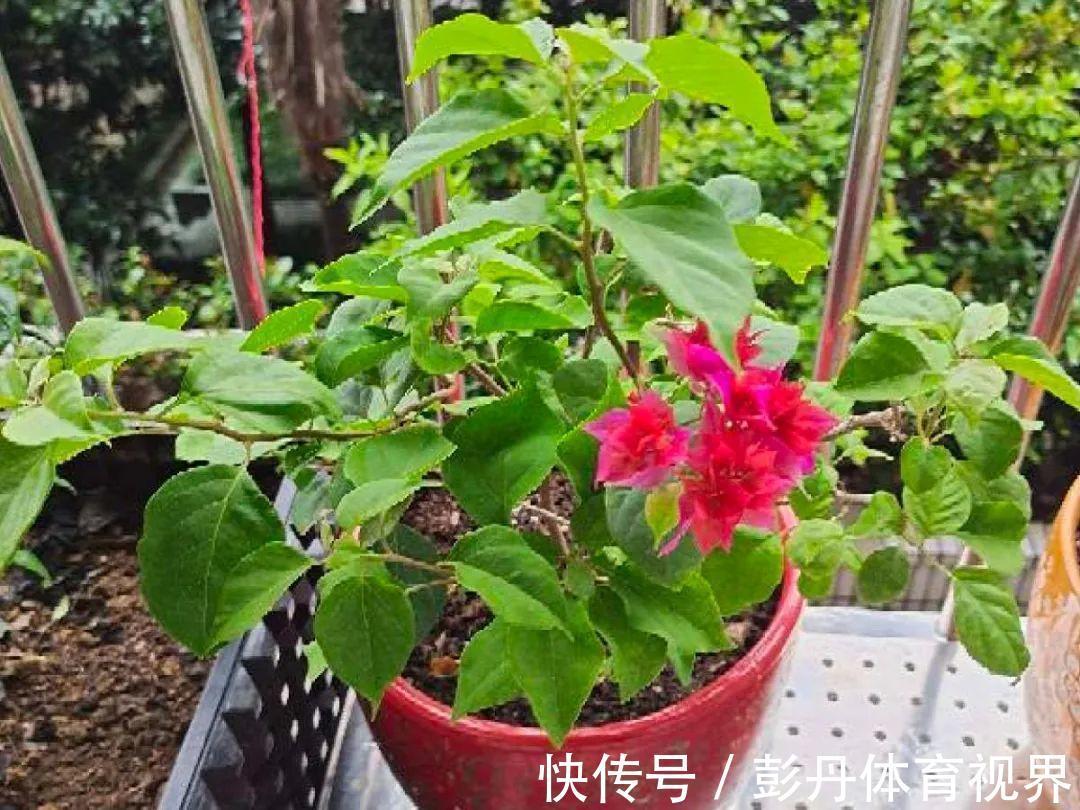 叶子|十月养这花，撸叶子、少浇水，10天冒出大花苞！