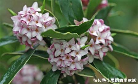 此花比香水还香，开花漂亮，香味浓郁，是家庭盆栽佳品