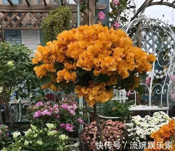 爆盆|喜欢三角梅“花朵爆盆”，首选8个品种，养护记住4个“小技巧”