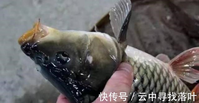 曲酒|高温天一到,唯独这鲤鱼饵才最可靠,十人有九人还不知,莫泄露哦!