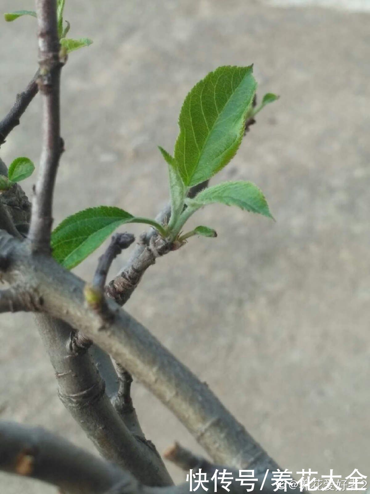 修剪|1棵苹果树,学会这6步,变成“高级”盆景