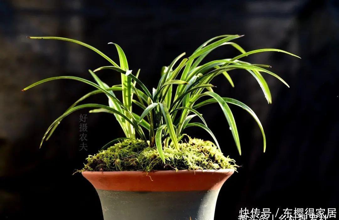 花盆|茶叶渣放兰花盆可以吗?兰友:到时候就后悔了