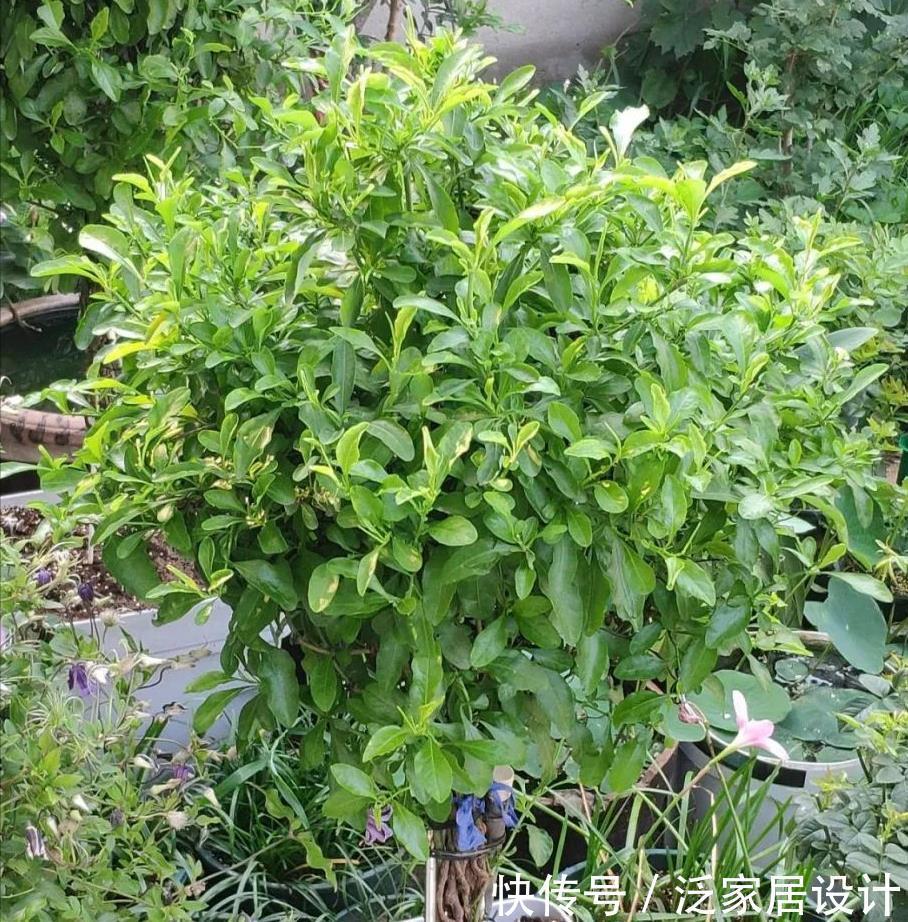 抓住春天扦插季,剪一个花枝,落地就生根,繁殖一堆小花苗