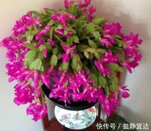 想让蟹爪兰长得好,就用上2种料,保准一年能够开花200多天