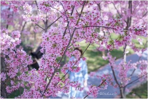 老年|没去过鲤鱼洲樱花岛 不知道福州的春天有多美