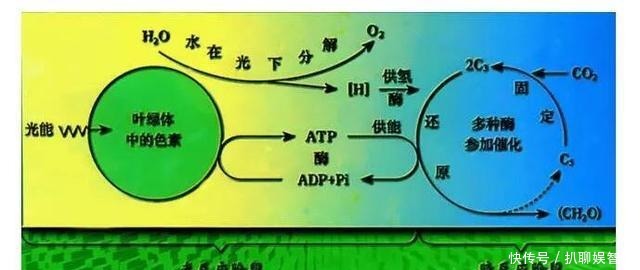 万物生长 为什么“万物生长靠太阳”的道理, 在深海不灵了呢