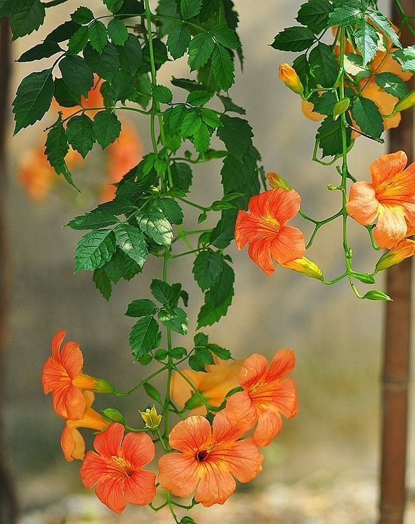 藤之王|四月养花选它,爬藤之王凌霄花,养一盆开成花瀑布,值得拥有