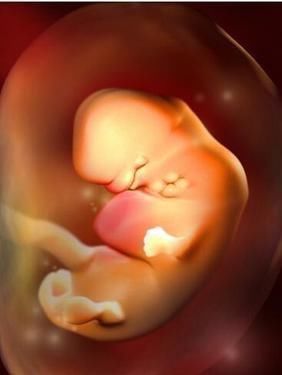 胎儿|胎儿在妈妈肚子里有“两怕”，孕早中晚期各不同，孕妈要分别注意