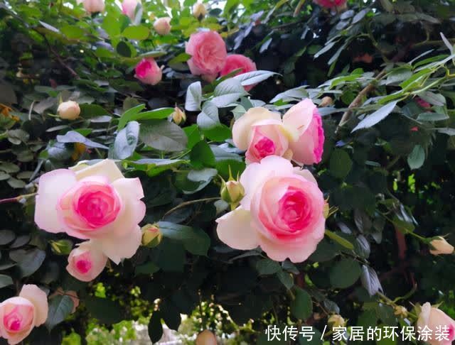 春天藤本月季想要开花整齐,开花多,不能缺少这3点