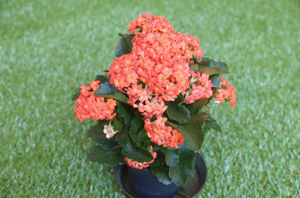 这6种花适合小盆养,用小盆,少管它,反而越长越旺,花开爆盆