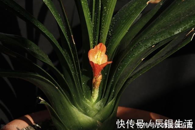 温差|让君子兰开好花的“钥匙”,就握在你手里,它的“构造”很简单