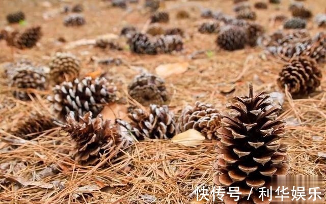 排水性|君子兰的土里掺点“它”,10年不烂根,越长越壮实