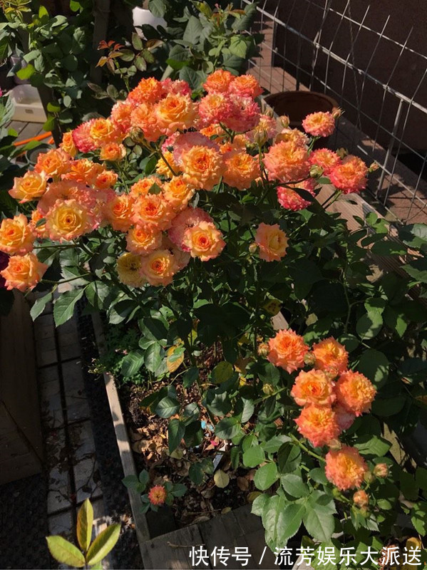 绿萝|别忘绿萝吊兰了,此款盆栽绿植,花美若玫瑰,四季开花,还很好养