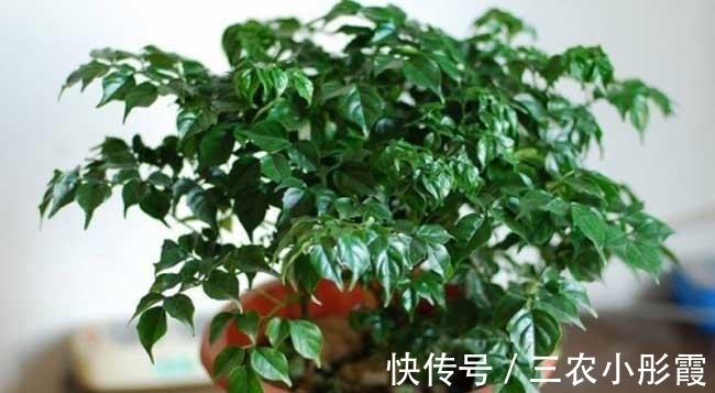 幸福树|幸福树的冬季养护很简单, 注意这几点就能避免黄叶, 保持叶片常绿