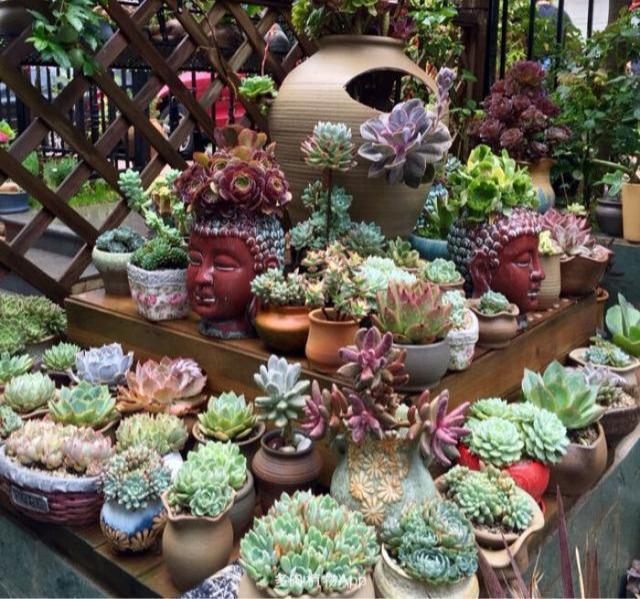 叶片|多肉想美,全靠浇水!教你详细攻略,又美又胖,还不长虫