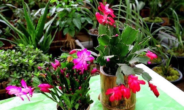 过期的“小药片”磨成粉养花,比生根剂、多菌灵“效果”还要好