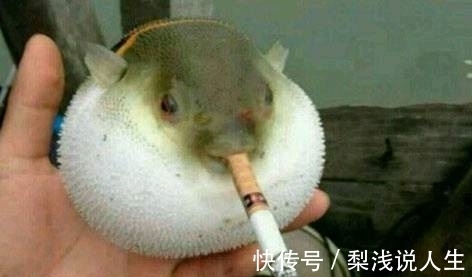 |幽默笑话:当年,小姑父来提亲,他家的大青狗耍臭无赖跟来了……