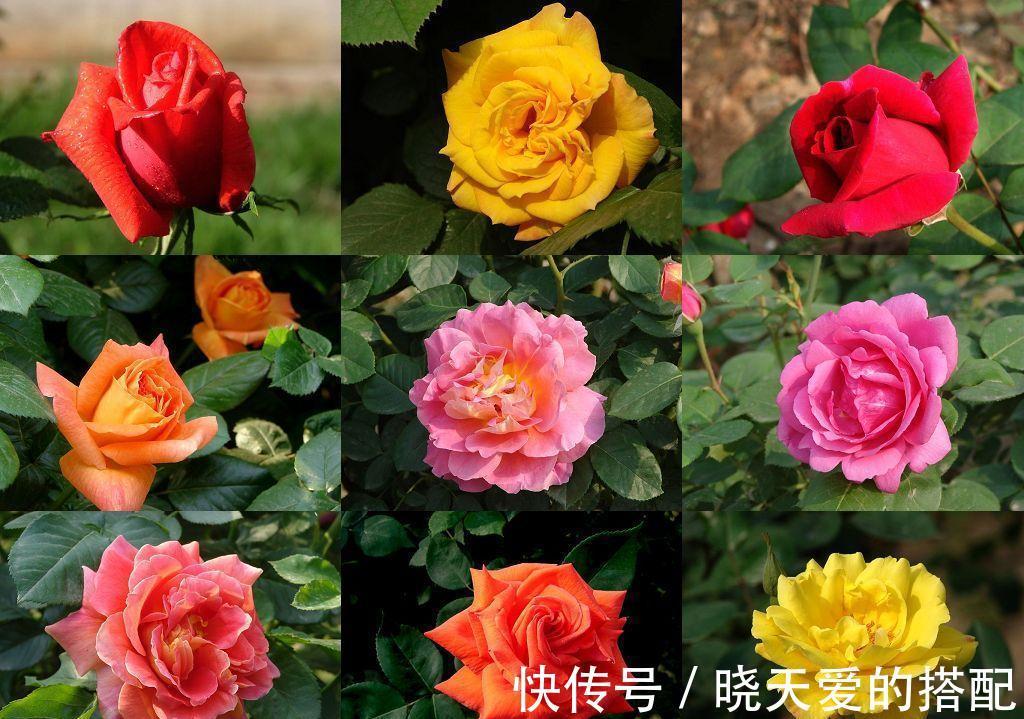 适合十月养的“14种花”，成活率高，能早日开花，喜欢别错过