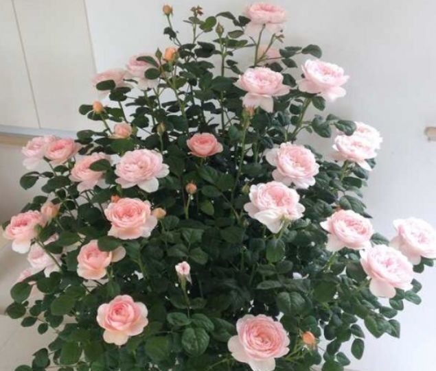 4种花好养易活,旺财又养人,看了就让人沉醉,年年开花不断,美