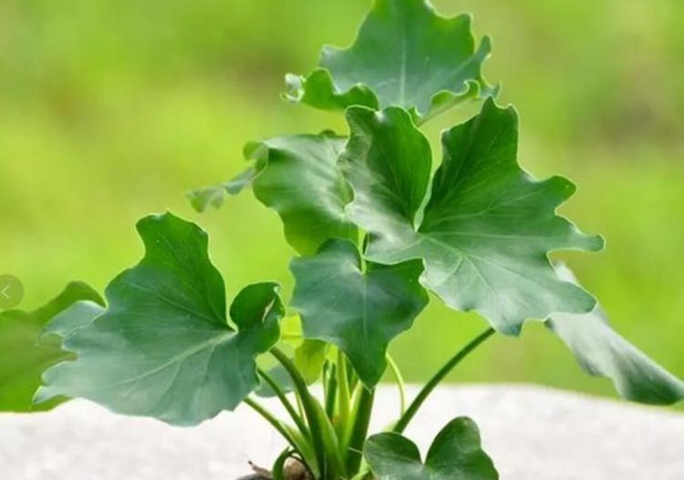 夏天|5种花现在养刚刚好，夏天开花很漂亮，一年开花不断