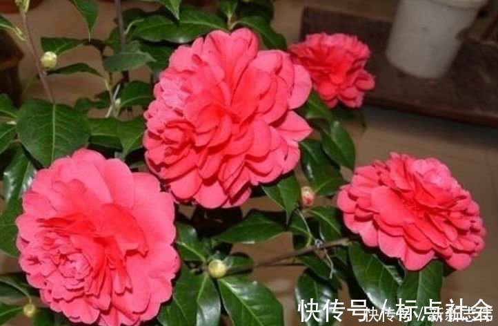 湿润|5种花比香水还好闻，一开就是大半年，四季有花赏，花美心情好