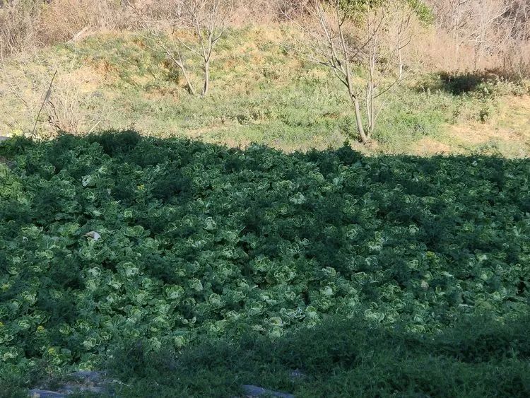 指南村|登顶东川小牯牛山——慈悲殿