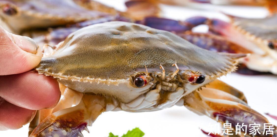 渔民|入秋买梭子蟹:个头大未必好,老渔民教你绝招,个个“顶盖肥”